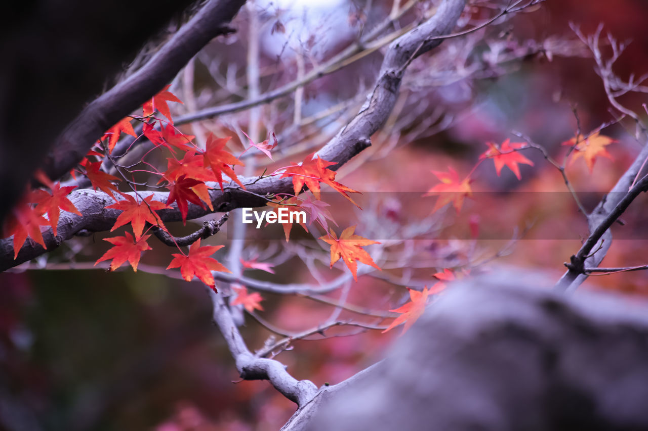 Close-up of red leaves on branch