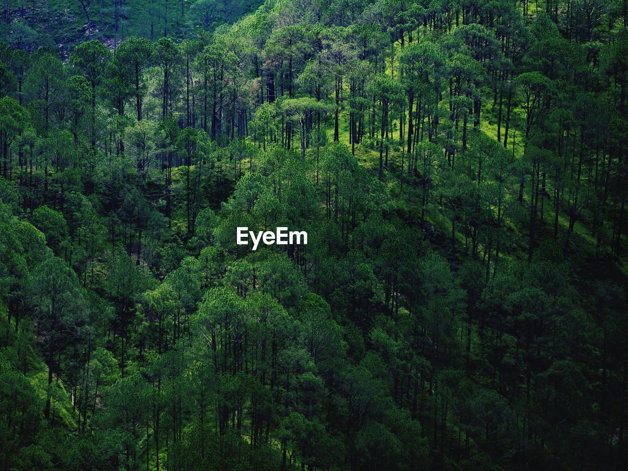 High angle view of trees in forest