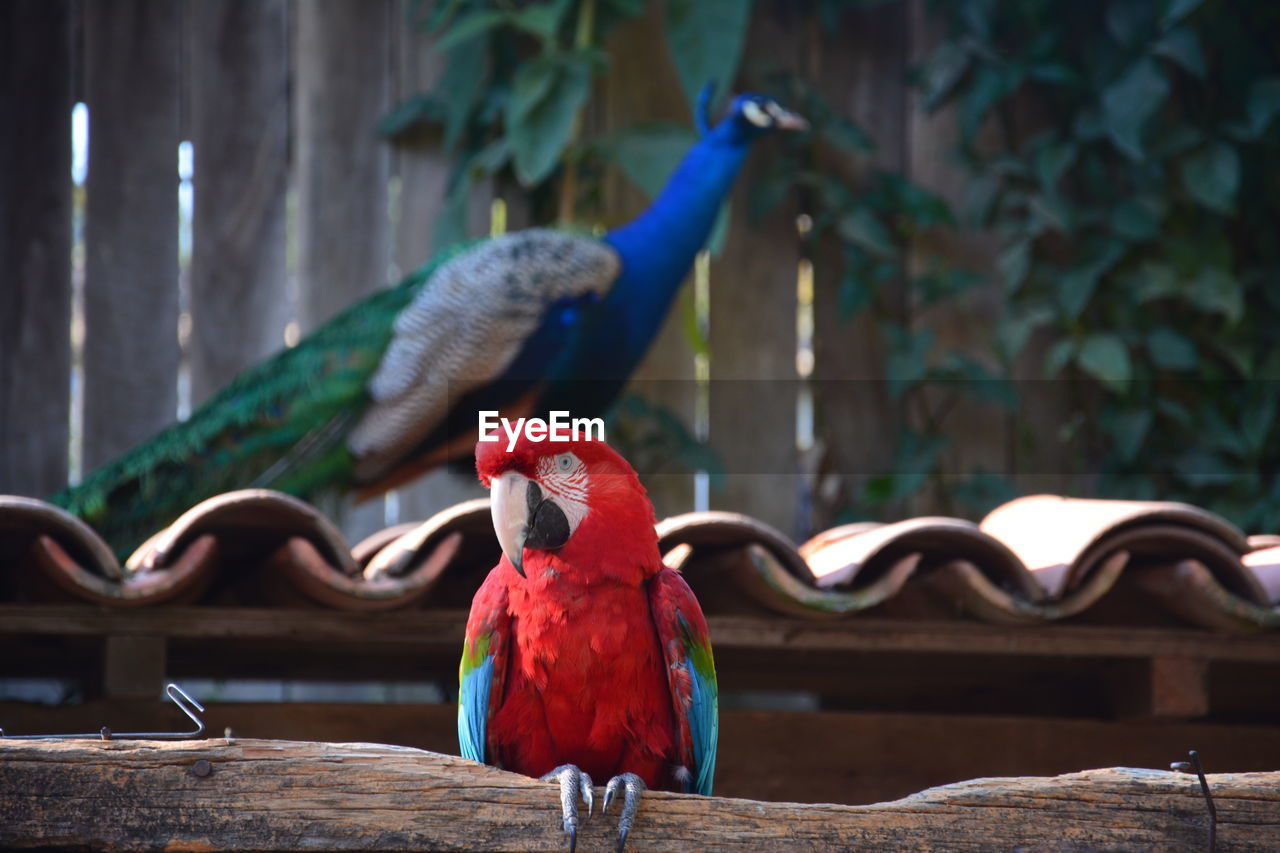 Close-up of parrot perching on branch