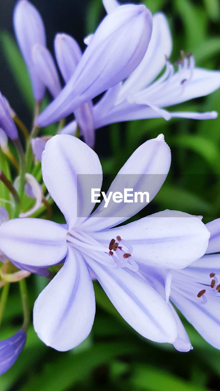 CLOSE-UP OF PURPLE FLOWERS