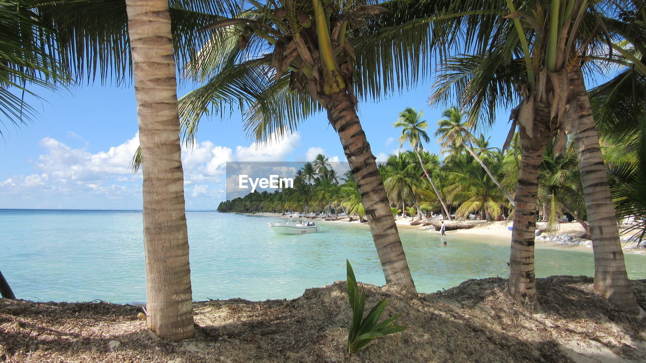 Palm trees at beach