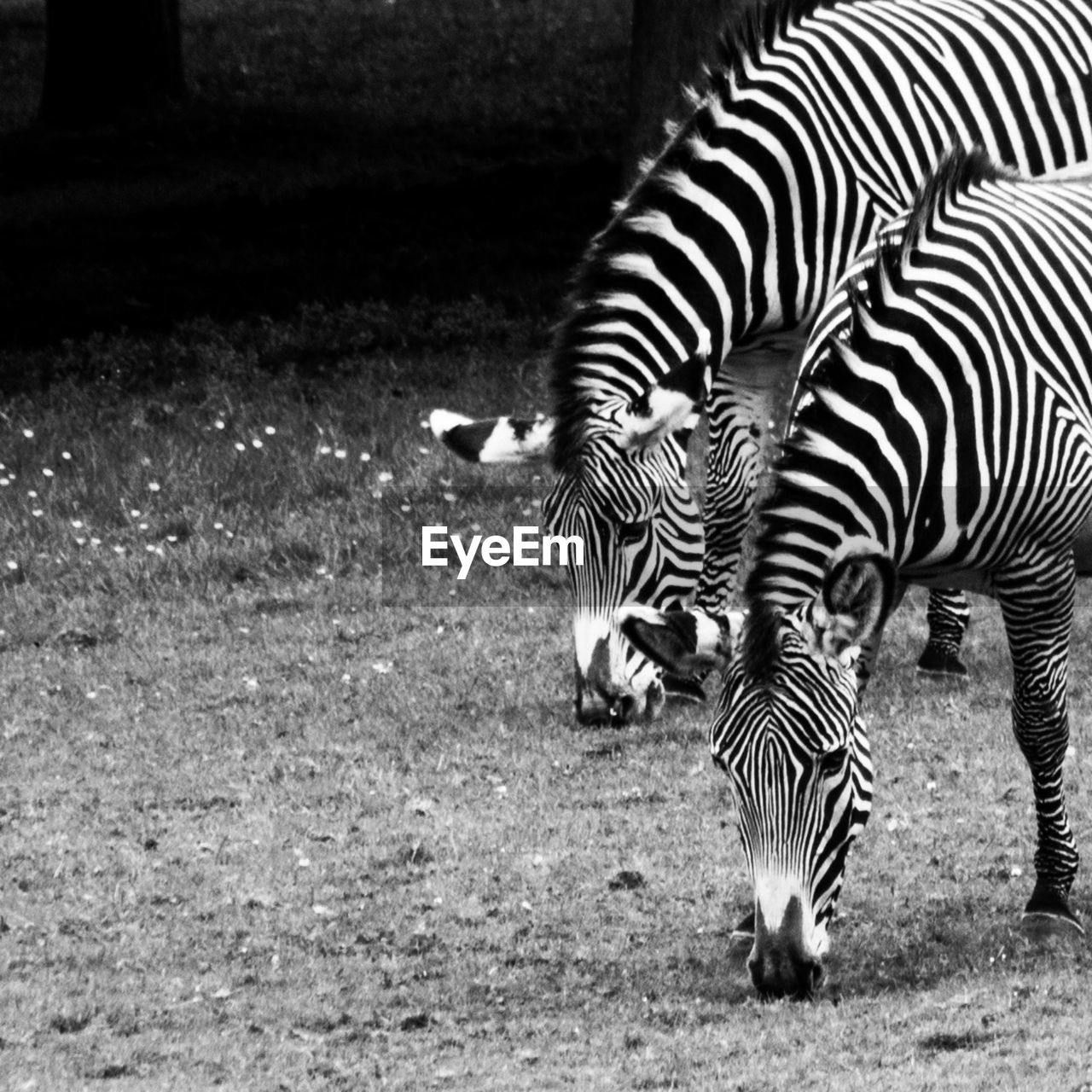 Zebras grazing on grassy field