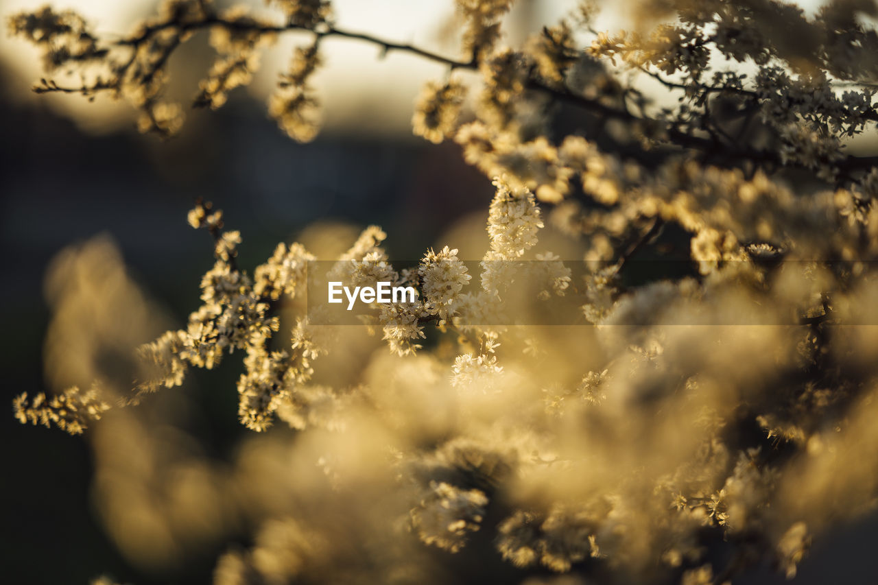 Close-up of flowering plant against sky during winter