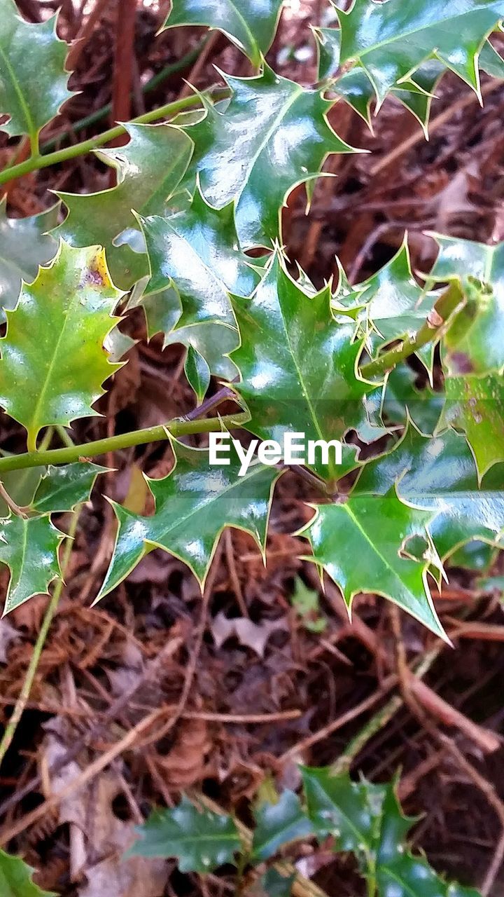 CLOSE-UP OF SUCCULENT PLANTS