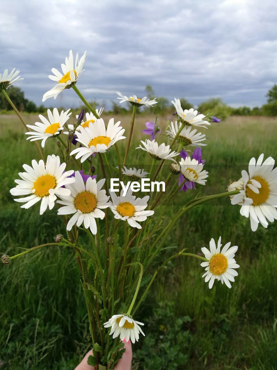 Close-up of white flowering plants on field