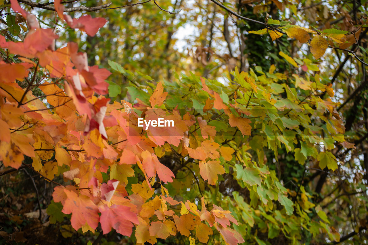 CLOSE-UP OF MAPLE LEAVES ON BRANCH OF TREE