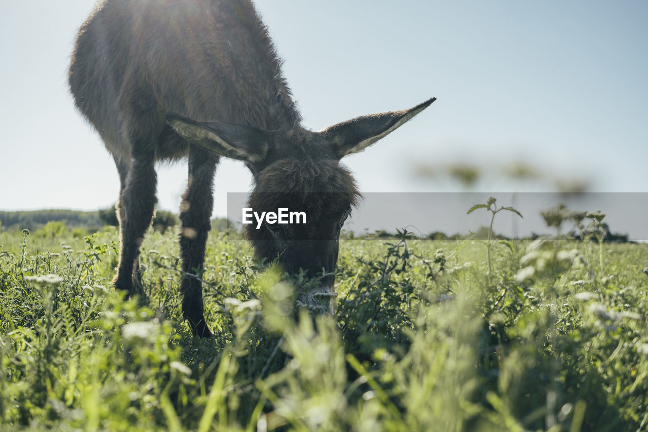 View of a donkey grazing in field