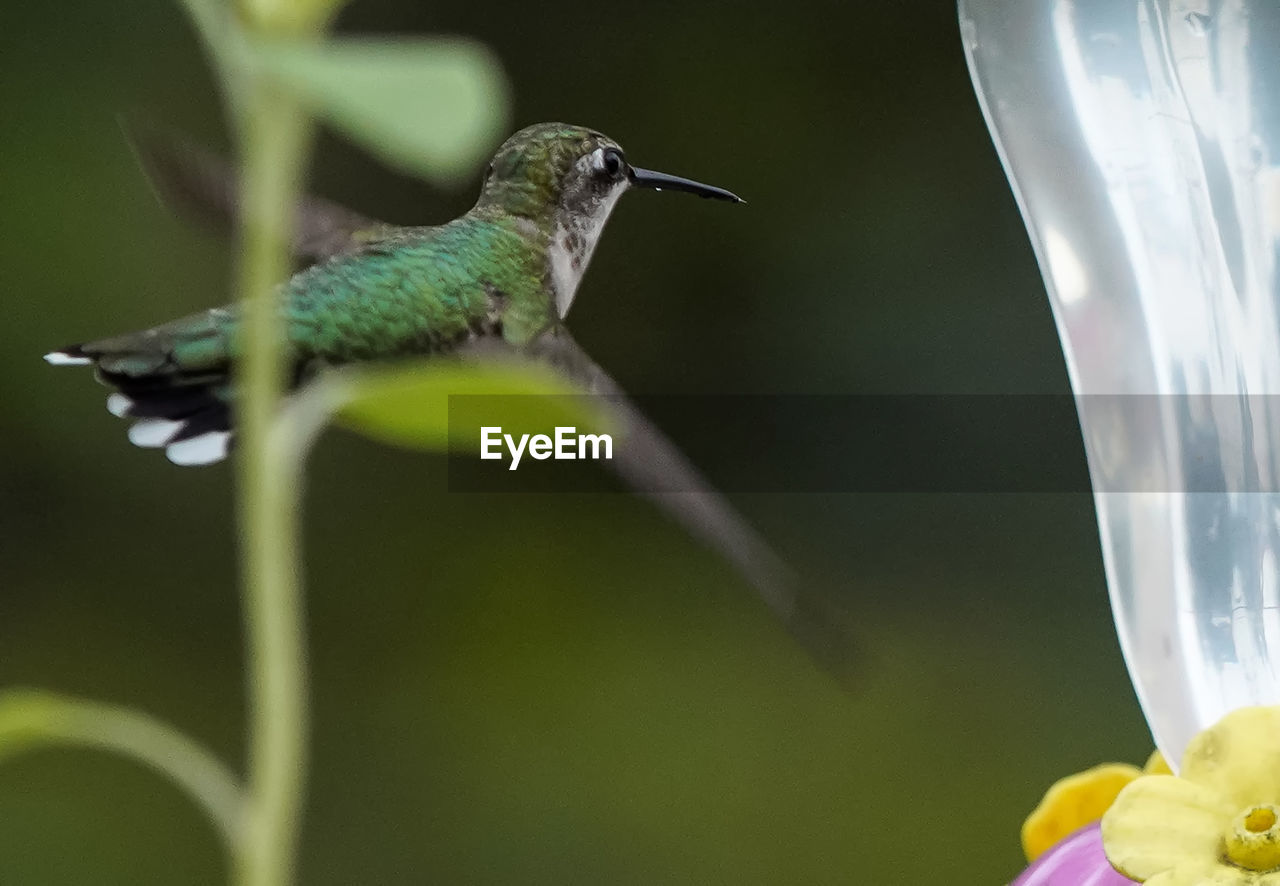Red throated hummingbird heads towards a feeder.