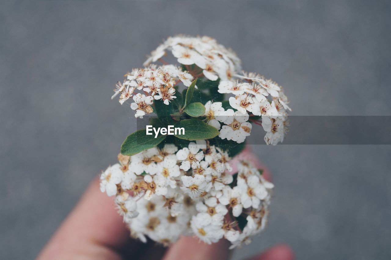 Cropped image of hand holding flowers while standing outdoors