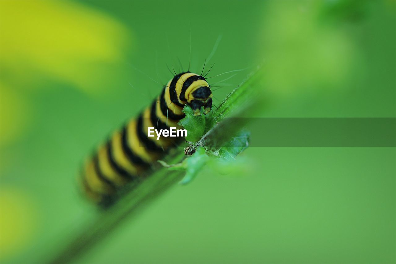 Caterpillar on plant