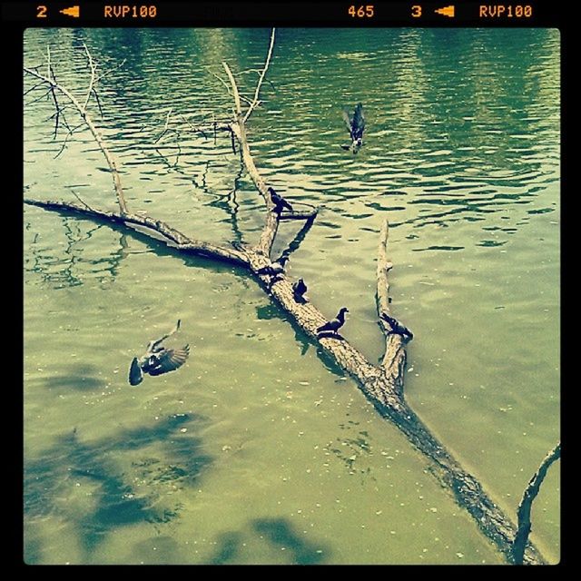 REFLECTION OF TREES IN WATER