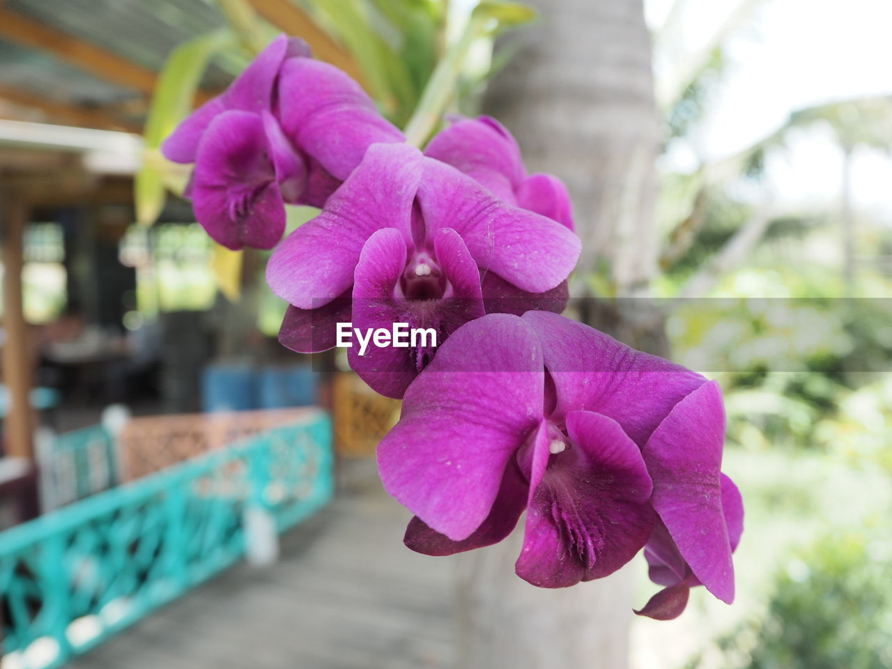 Close-up of purple flower blooming outdoors