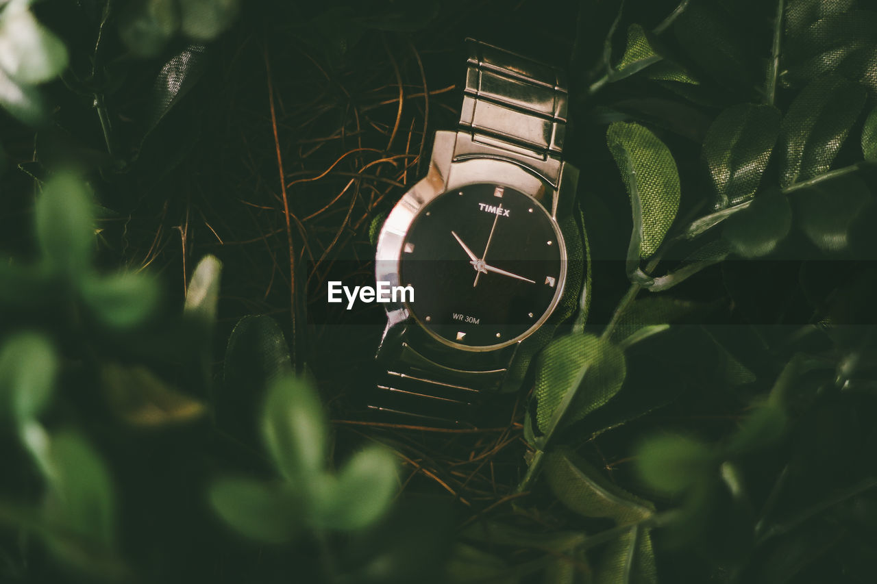 green, darkness, nature, light, sunlight, clock, time, leaf, black, macro photography, close-up, grass, plant, watch, plant part, no people, selective focus, yellow, growth, flower, instrument of time, outdoors, accuracy, day