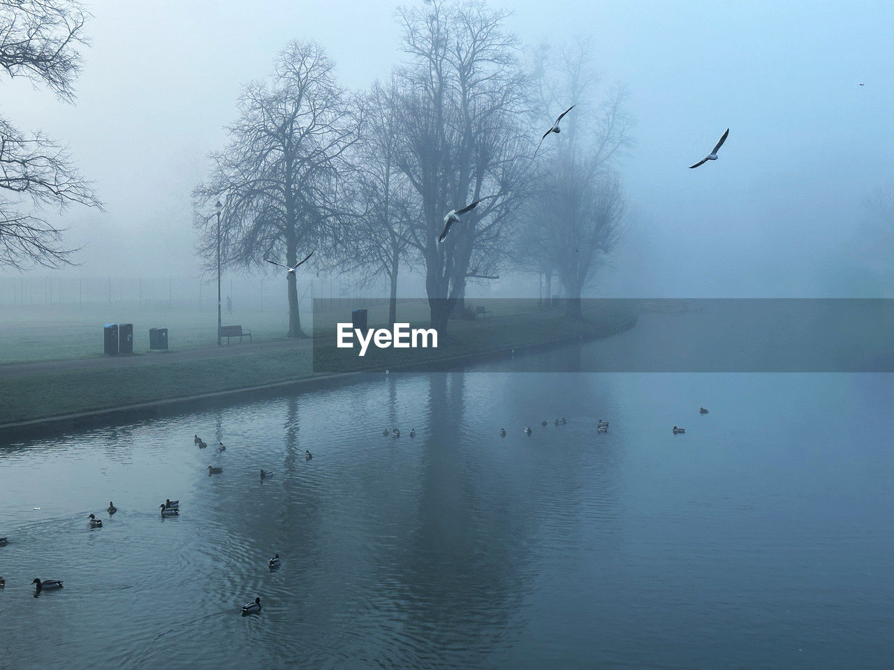 water, bird, fog, tree, animal themes, mist, animal, wildlife, animal wildlife, nature, morning, beauty in nature, winter, group of animals, lake, tranquility, plant, scenics - nature, environment, reflection, tranquil scene, no people, landscape, sky, snow, large group of animals, flying, cold temperature, outdoors, bare tree, day, non-urban scene, land, idyllic, dawn, duck, travel destinations, freezing