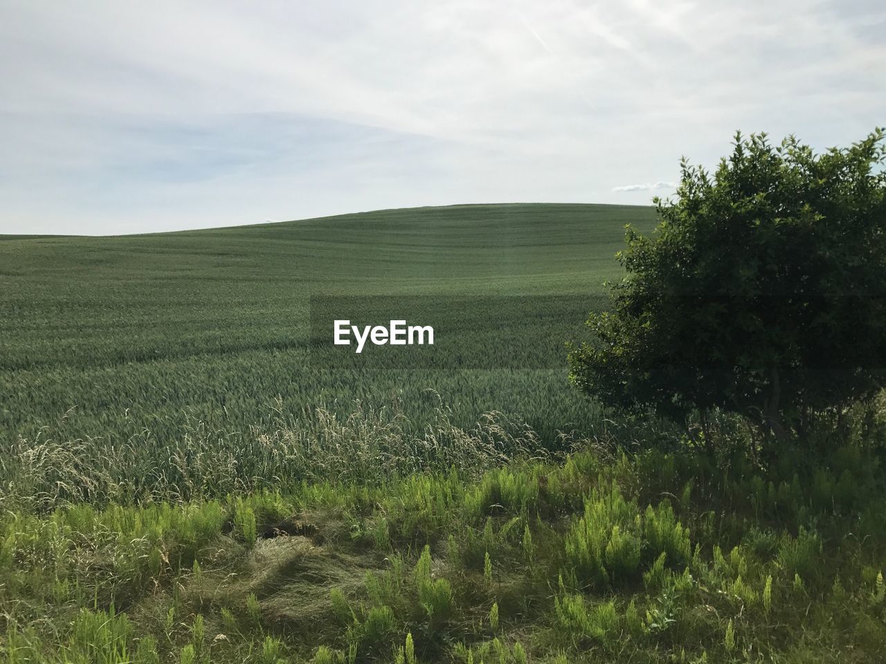 SCENIC VIEW OF WHEAT FIELD