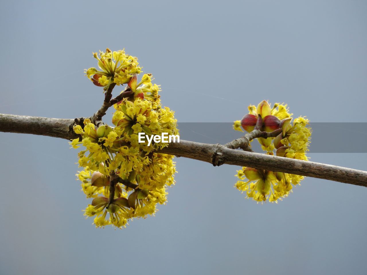 LOW ANGLE VIEW OF YELLOW FLOWERING PLANT