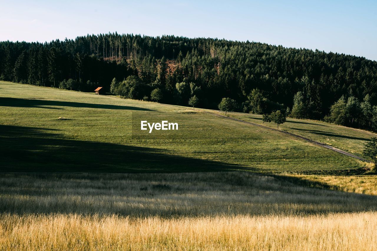 Scenic view of trees on field against sky