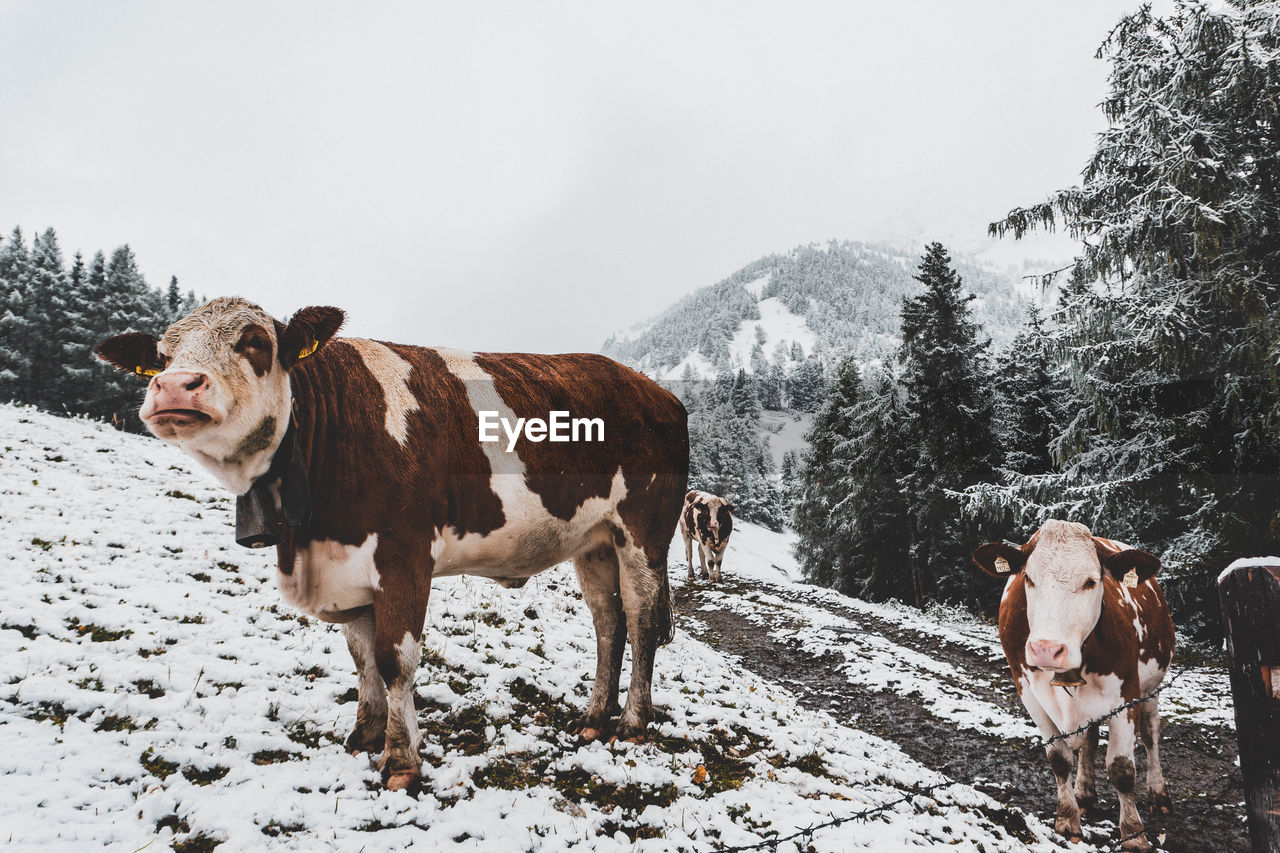 Cows on a snowy meadow