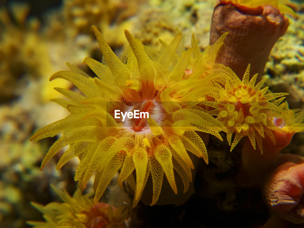 CLOSE-UP OF YELLOW FLOWERING PLANTS