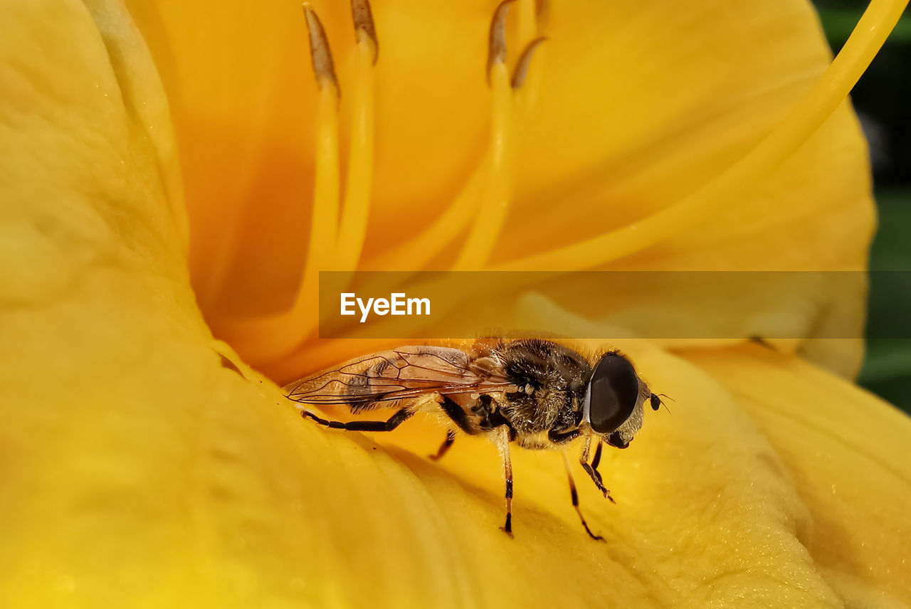 CLOSE-UP OF BEE POLLINATING ON FLOWER