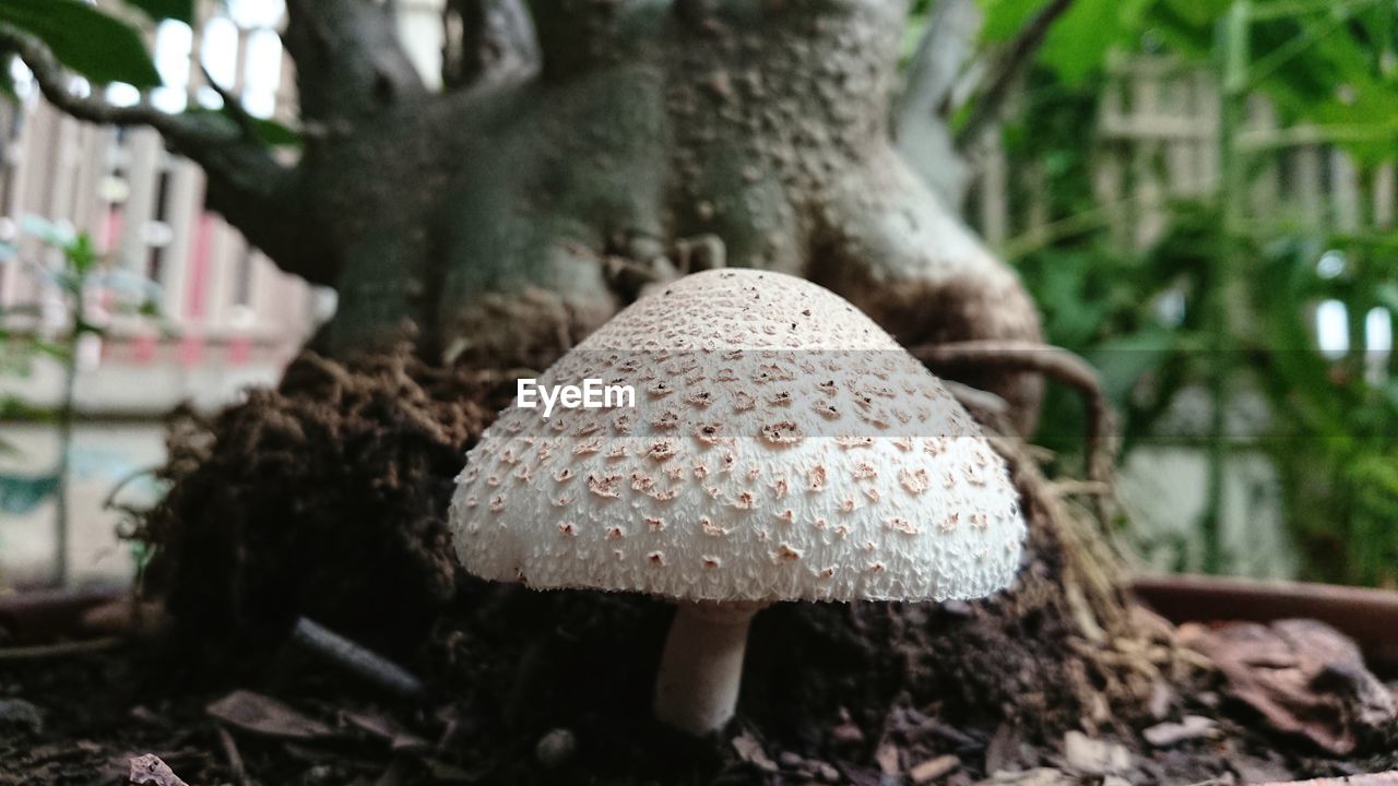 CLOSE-UP OF MUSHROOM GROWING ON TREE