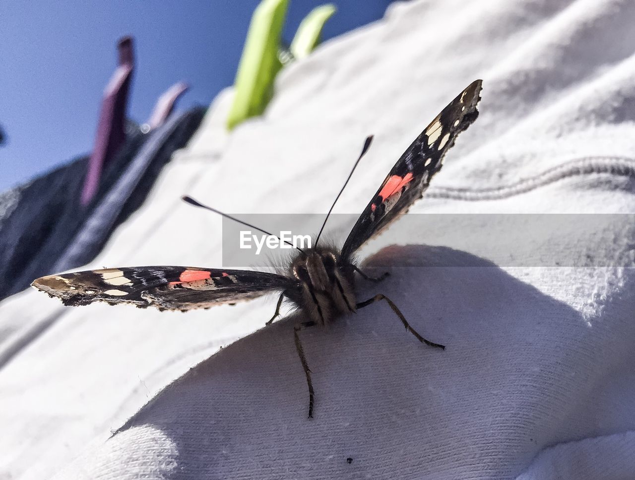 Close-up of insect