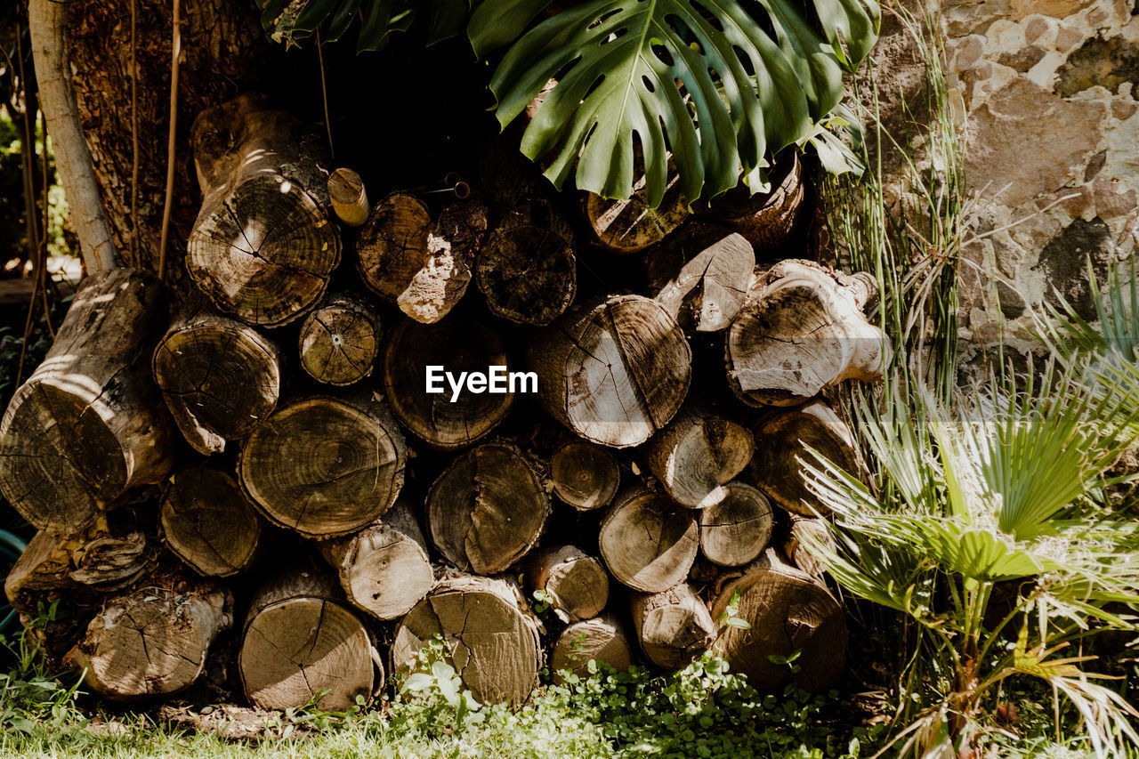 Close-up of logs