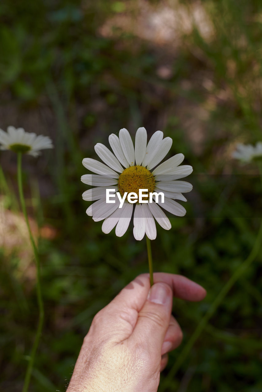 CLOSE-UP OF HAND HOLDING WHITE FLOWER