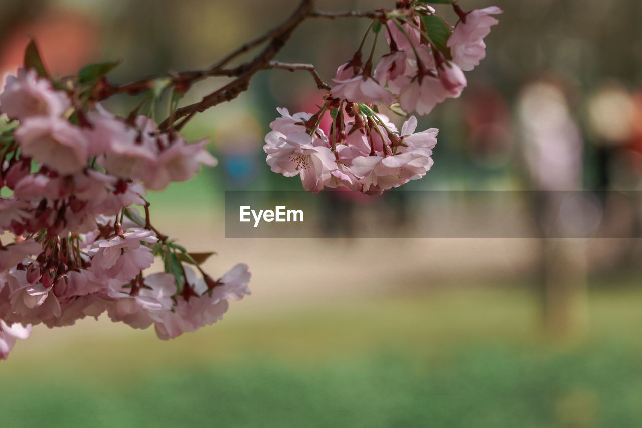 Close-up of pink cherry blossom tree