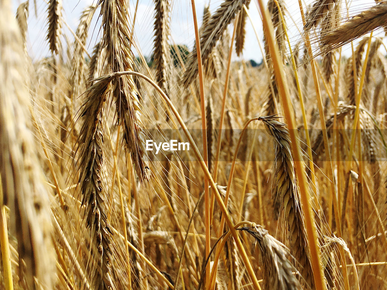 Close-up of cereal crops