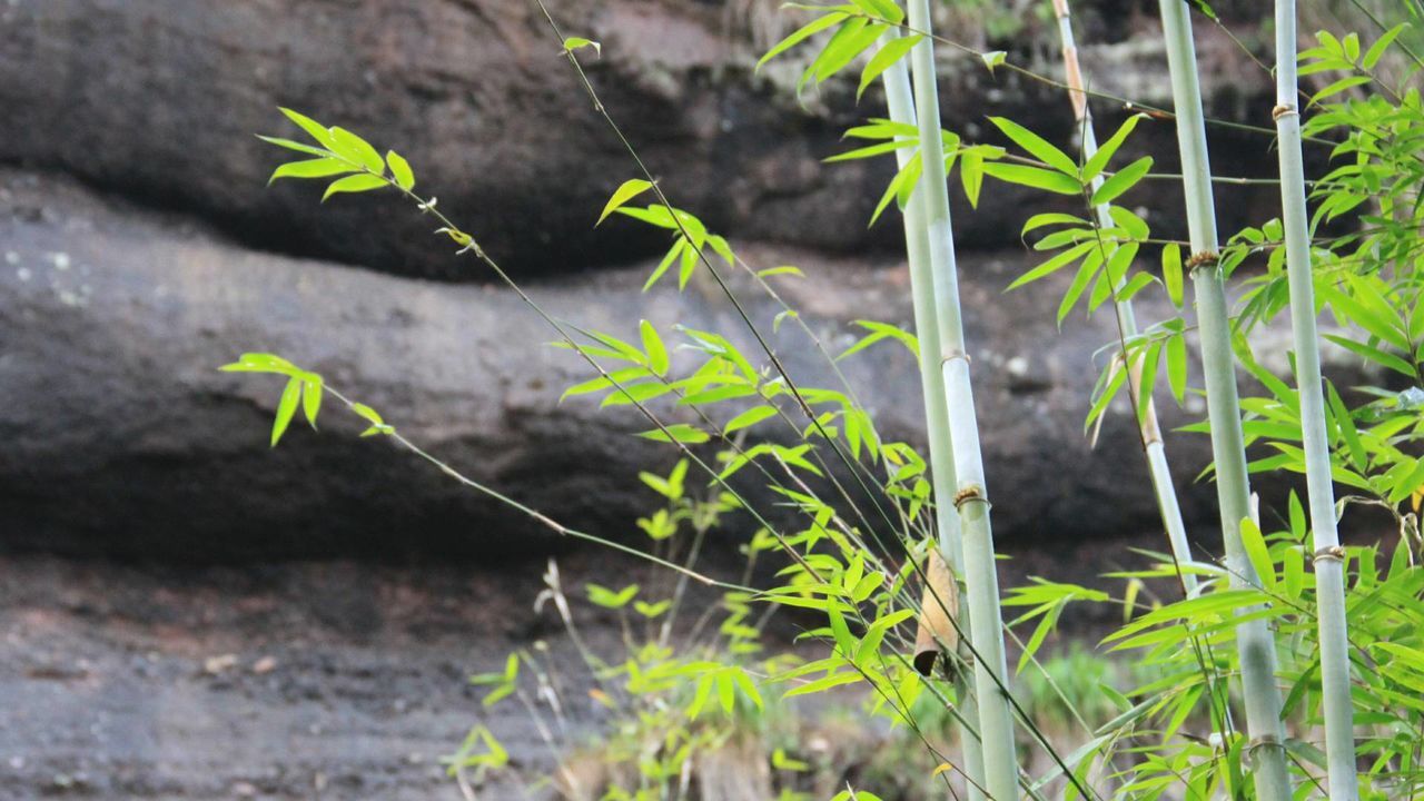 CLOSE-UP OF FRESH GREEN PLANTS