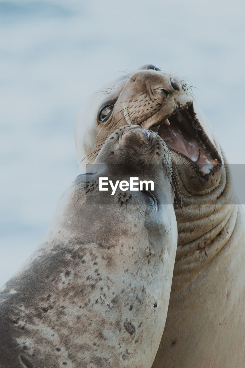 Close-up of seals at beach