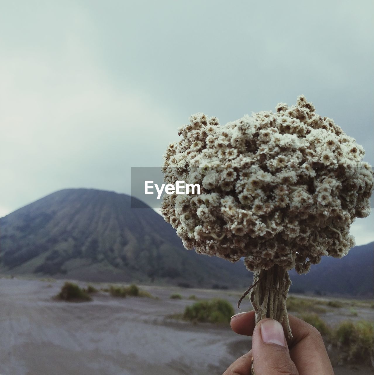 Edelwis flowers and the top of mount bromo are soothing to the soul