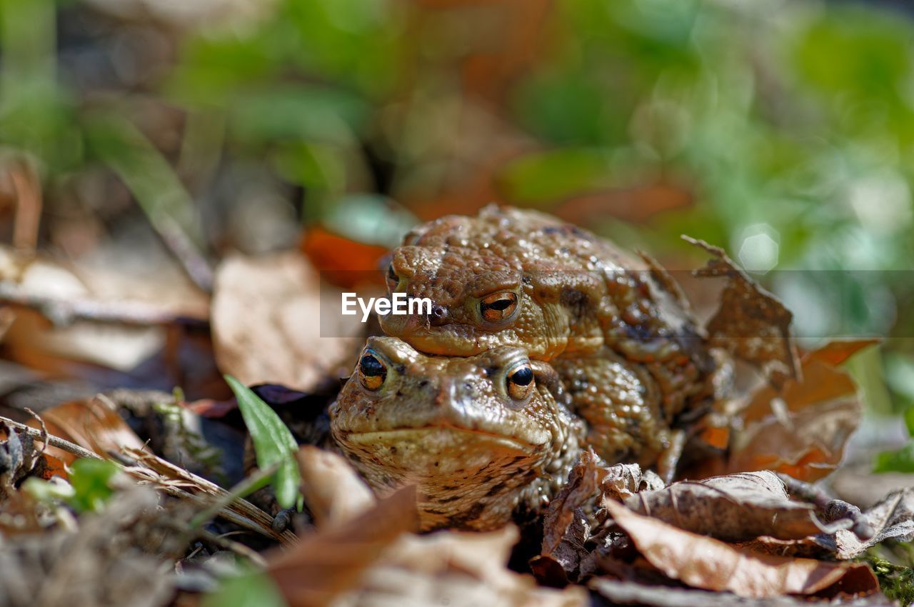 Front view of a couple of mating toads on their way to a little pond