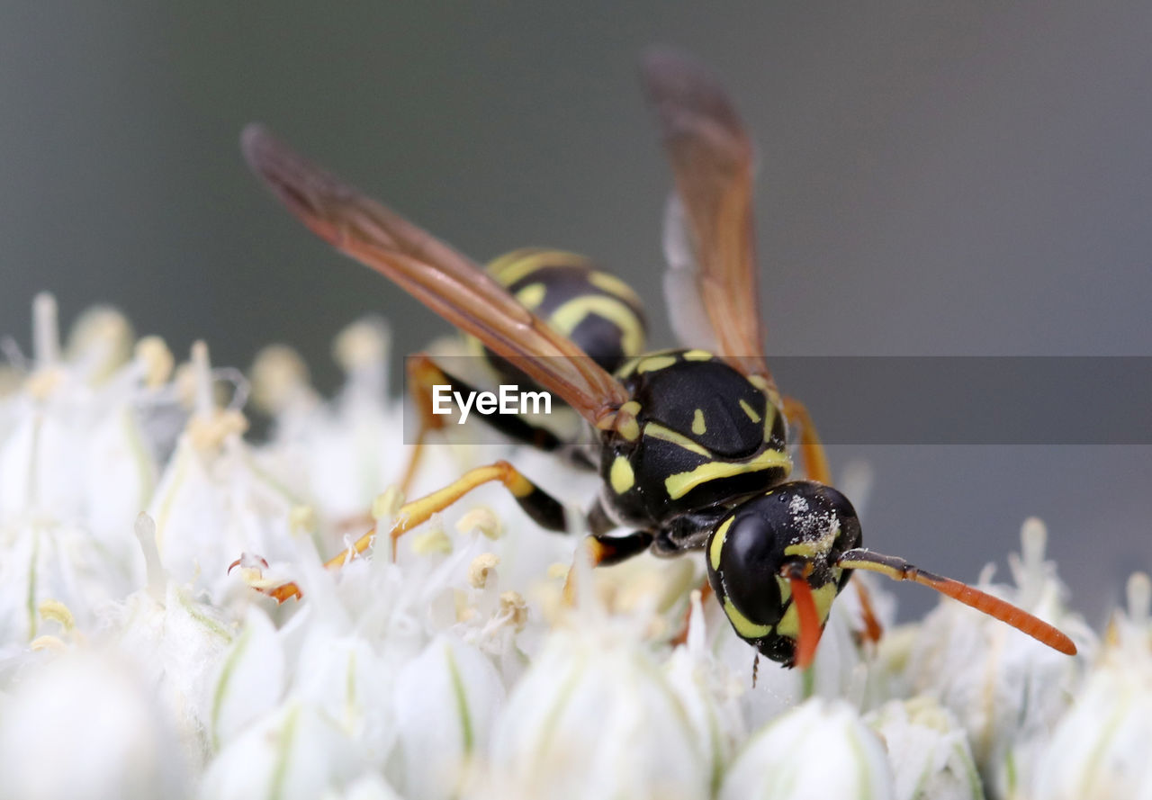 CLOSE-UP OF HONEY BEE ON FLOWER