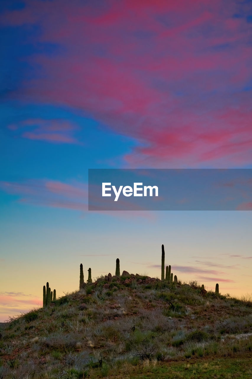 Saguaro cactus on a small hill with dramatic colorful clouds in tonto national forest, arizona.