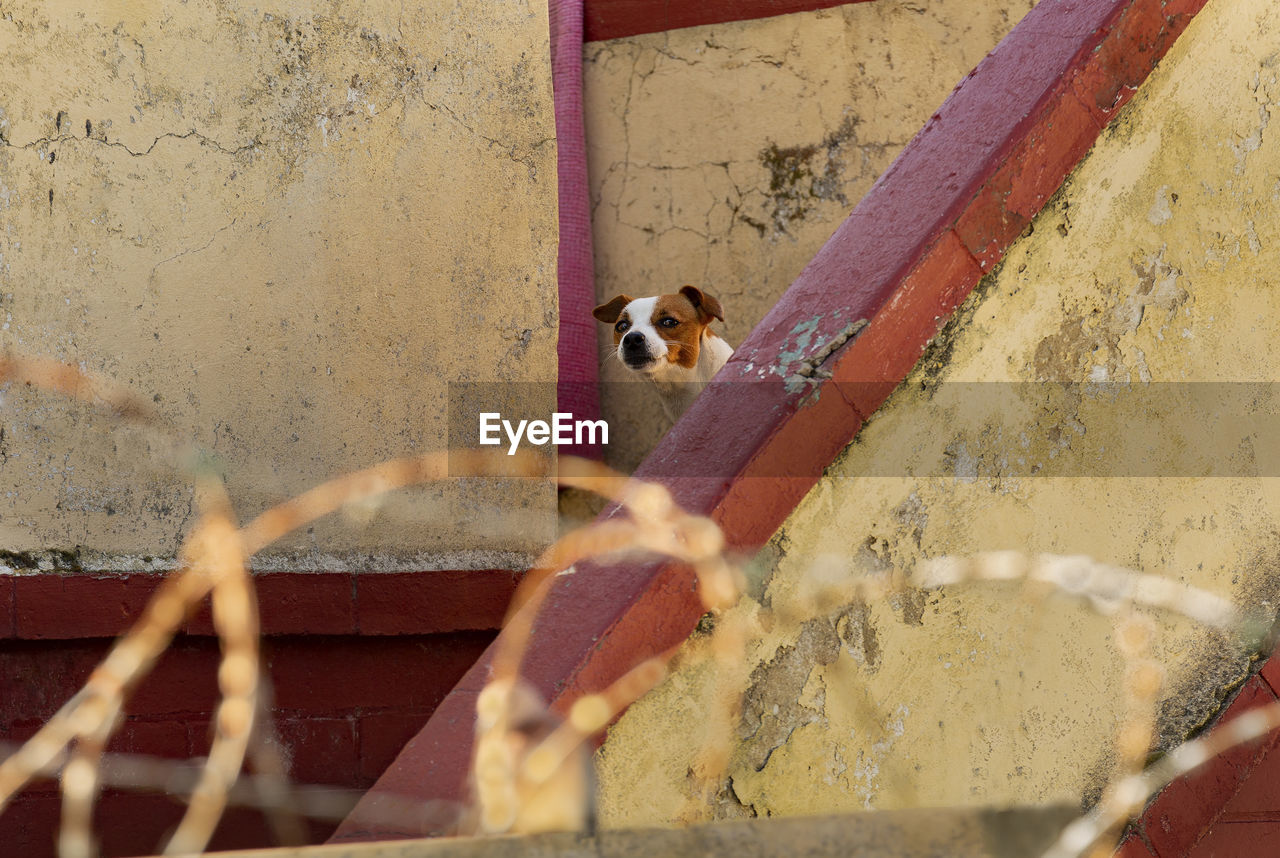 Portrait of cat against wall