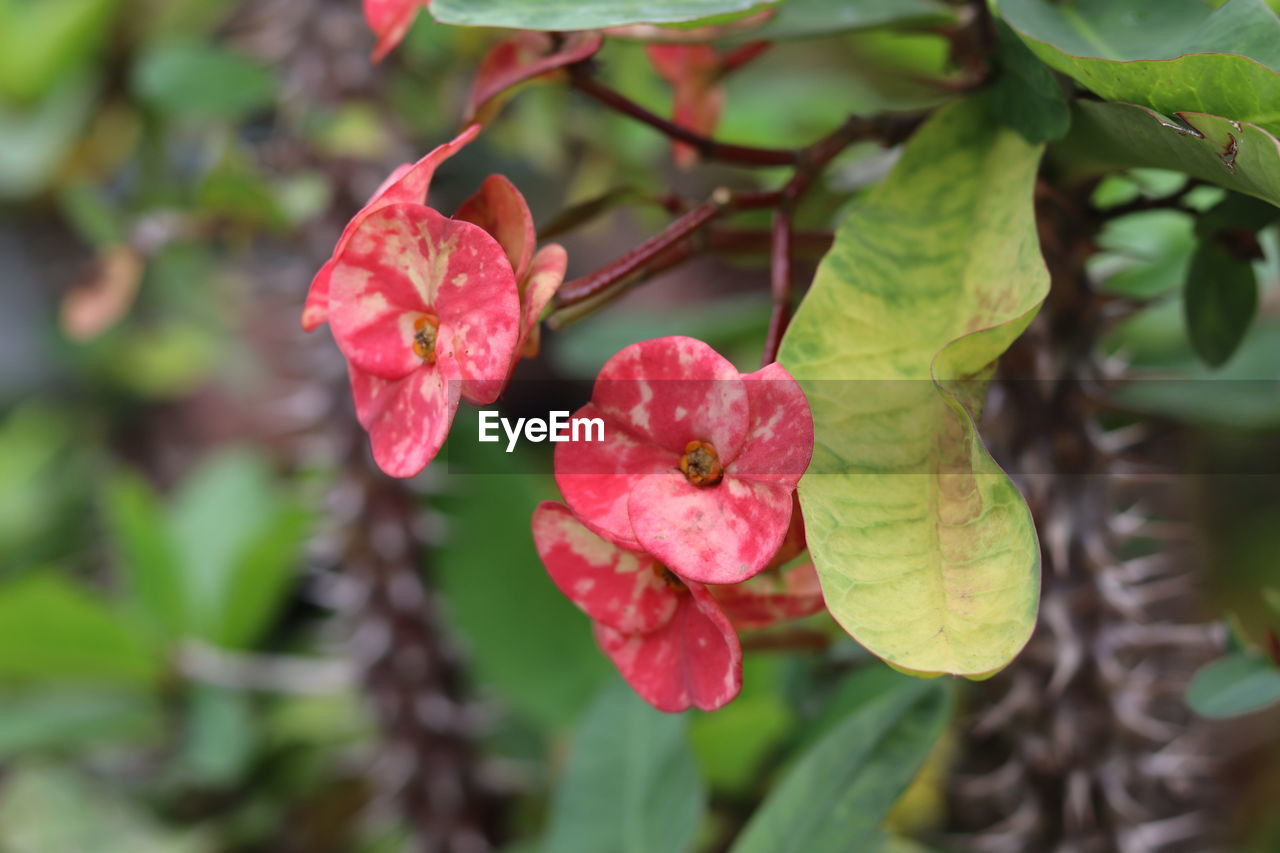 CLOSE-UP OF RED ROSE FLOWER