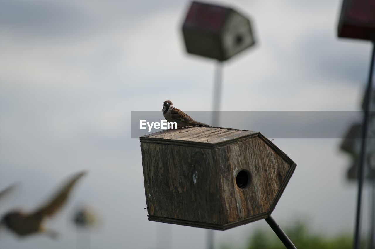 CLOSE-UP OF BIRD PERCHING ON WOODEN POST