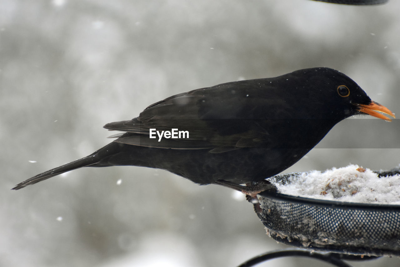 Blackbird  on bird feeder in snow