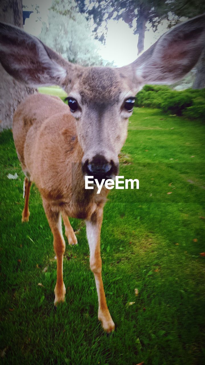 Portrait of horse standing on field