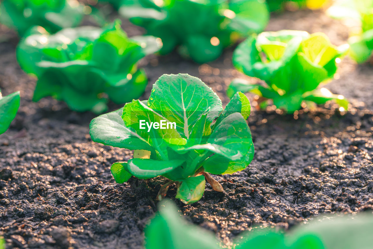 CLOSE-UP OF FRESH GREEN PLANT ON FIELD