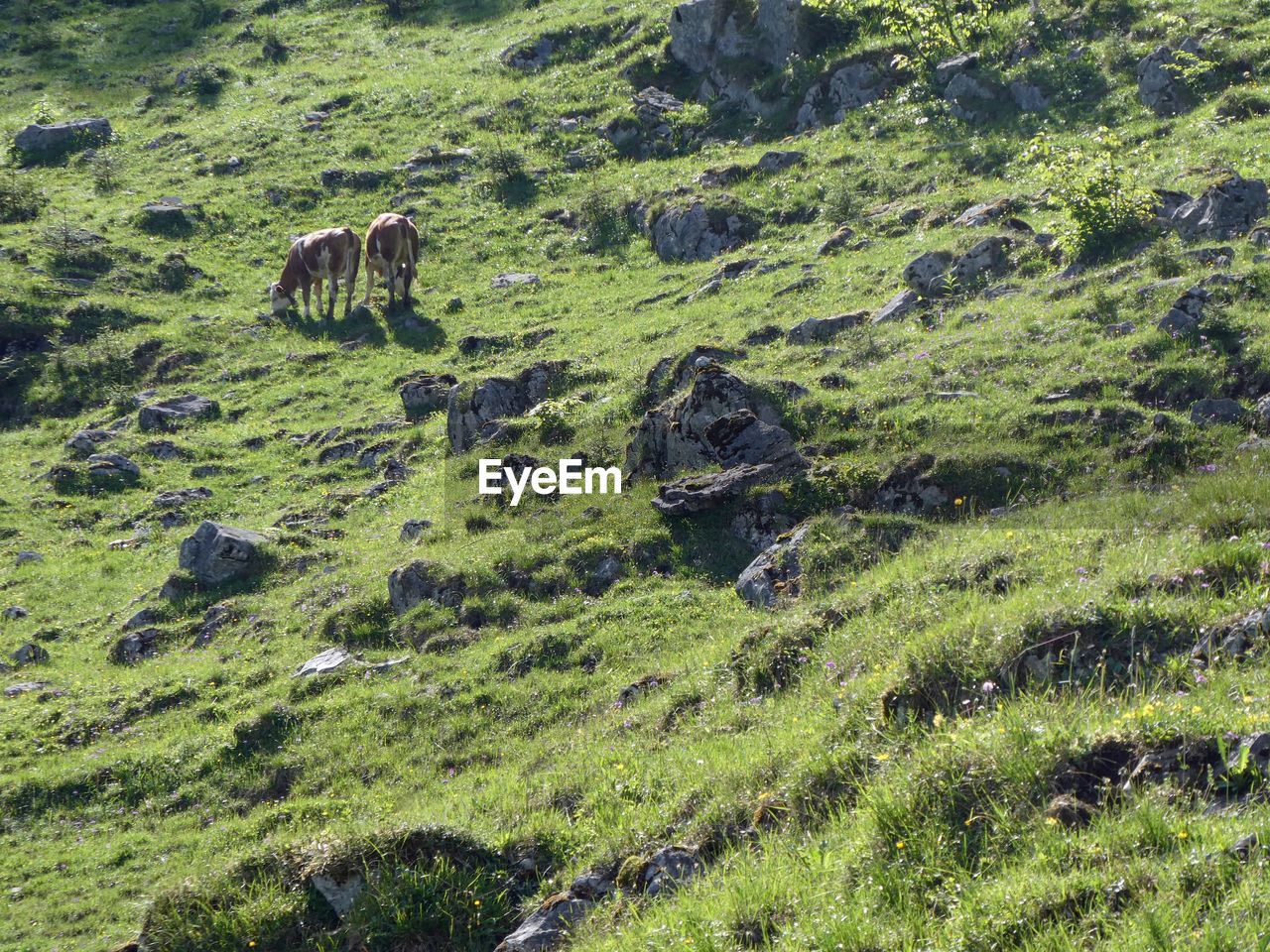 Two cows grazing in the morning light  like reproduced in mirror image