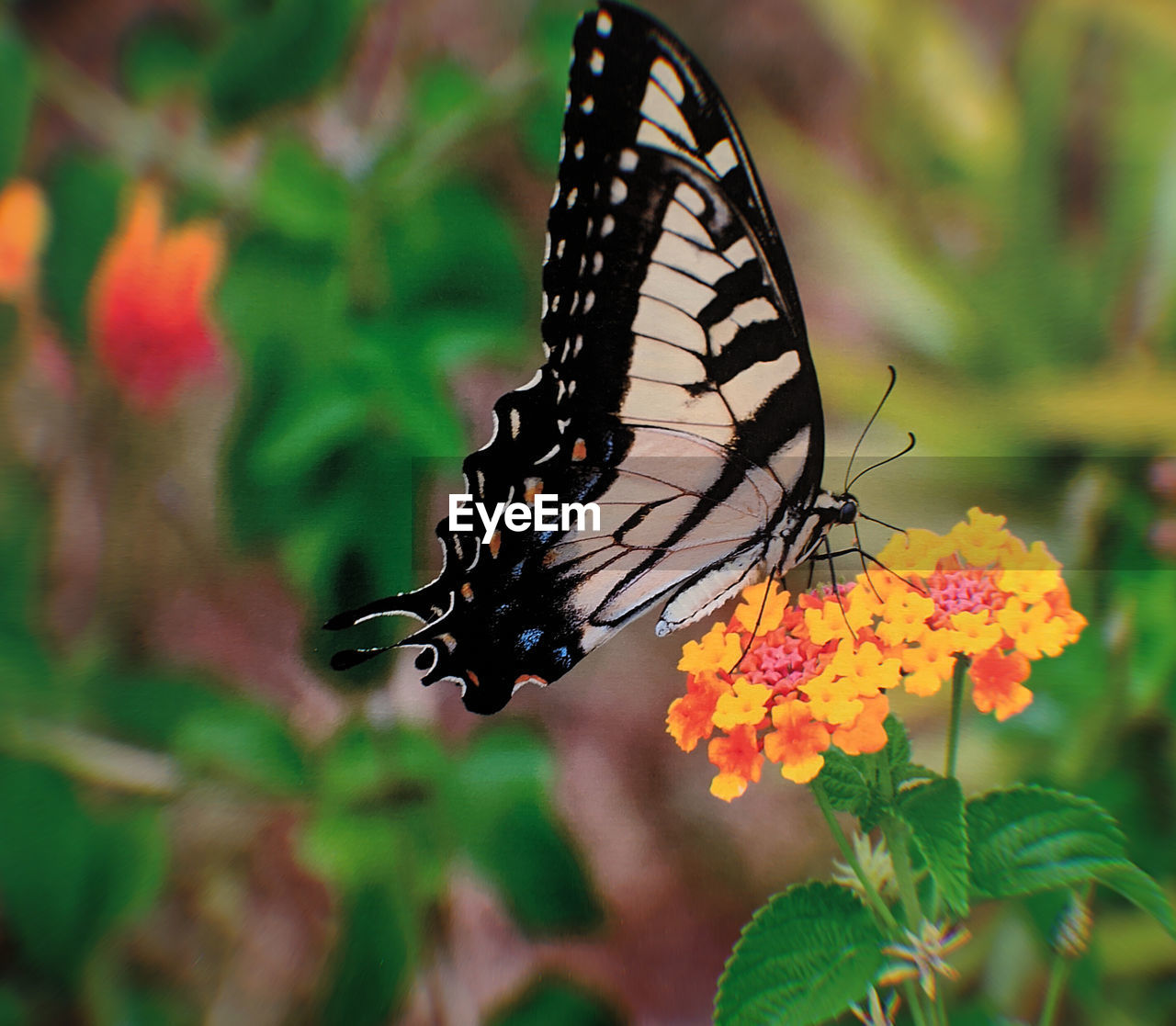 CLOSE-UP OF BUTTERFLY POLLINATING FLOWERS