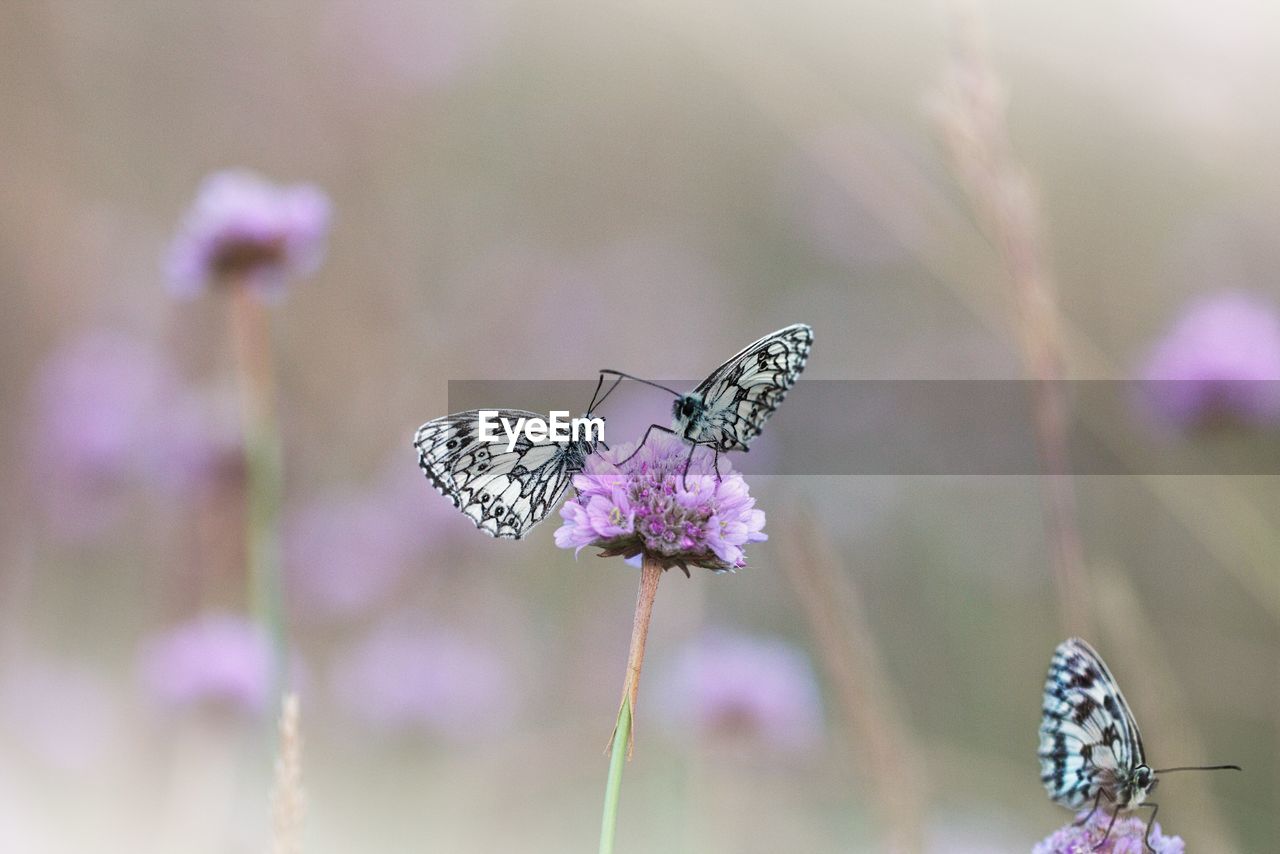 BUTTERFLY ON FLOWER