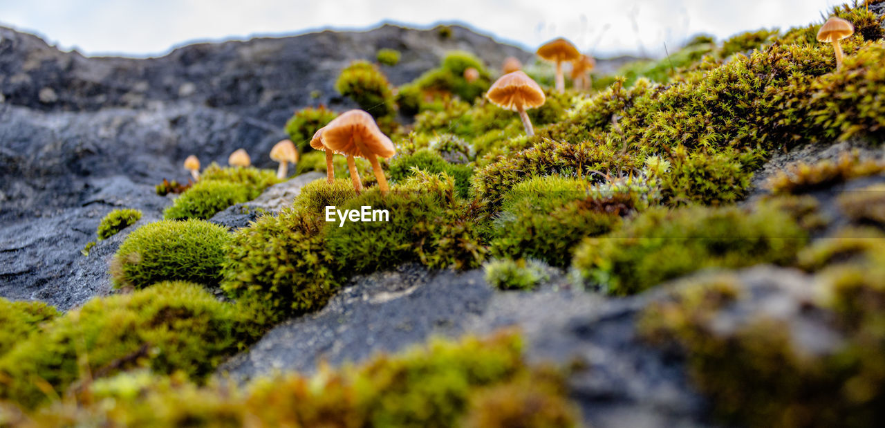 Close-up of mushrooms growing on rock