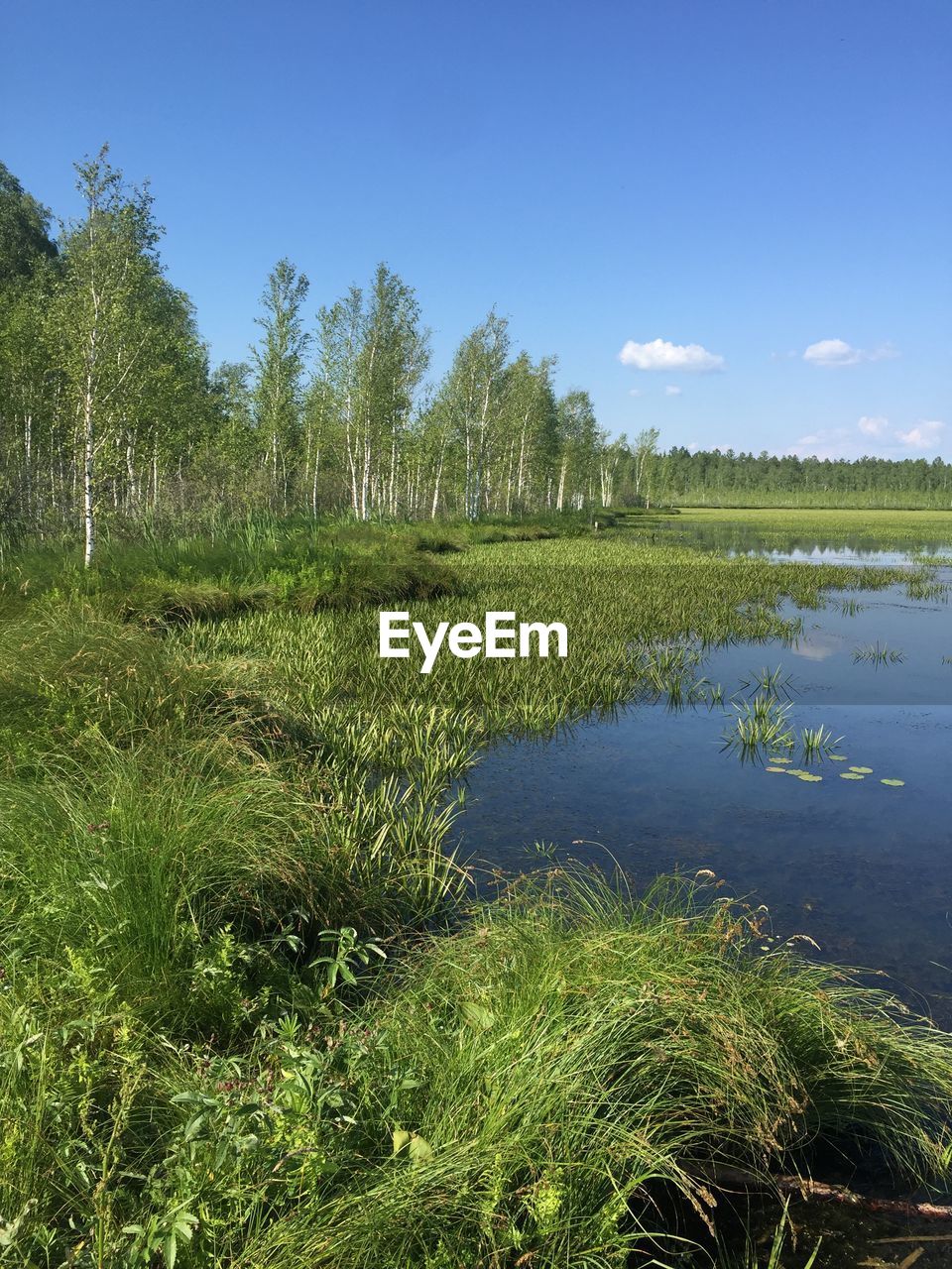 SCENIC VIEW OF SWAMP BY LAKE AGAINST SKY