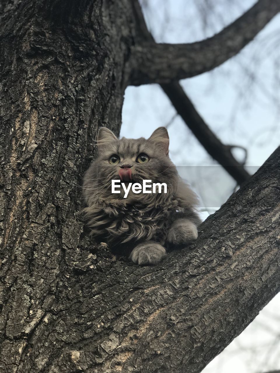 animal, animal themes, mammal, tree, cat, one animal, pet, feline, domestic animals, tree trunk, trunk, domestic cat, branch, plant, portrait, looking at camera, no people, nature, felidae, sitting, black, wildlife, relaxation, outdoors, animal wildlife, cute, day