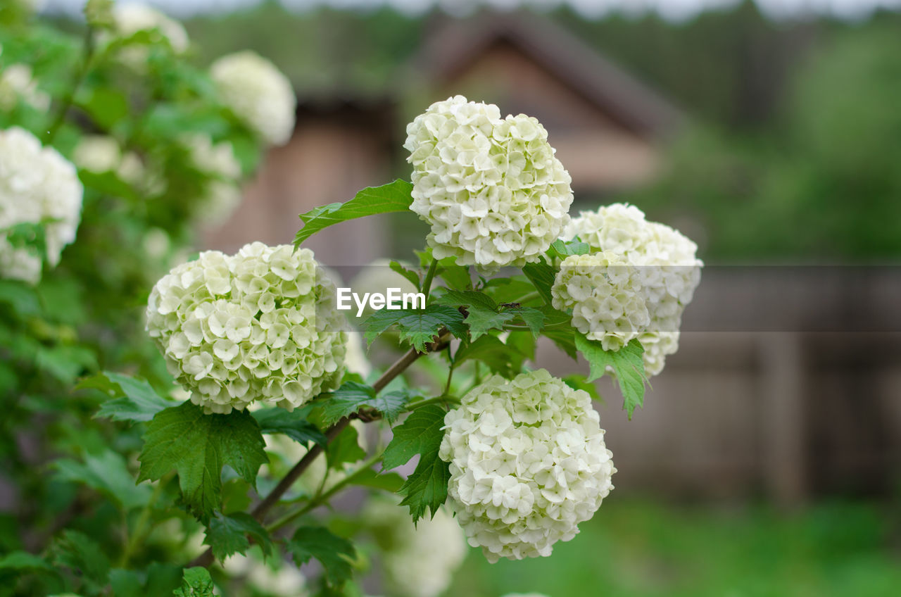 Flower and leaves of viburnum closeup