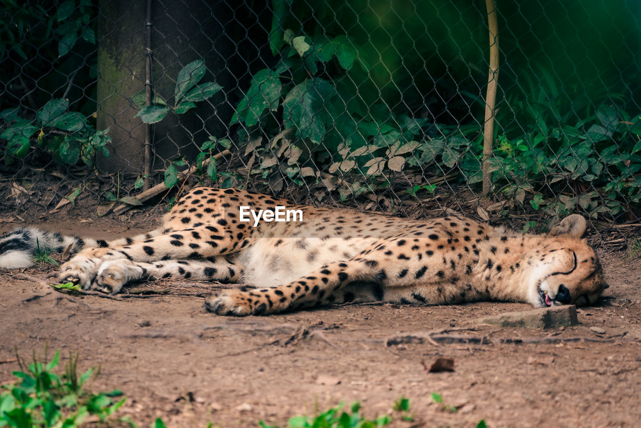 Tired little kitty just getting its cat nap in.